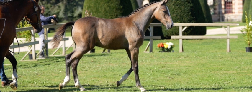 Programme d'achat de poulains