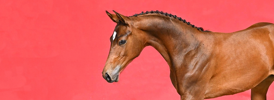 Programme d'achat de poulains