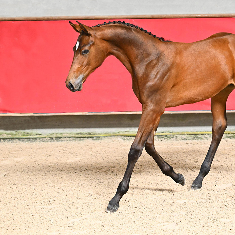 Programme d'achat de poulains
