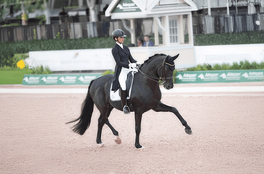 Étalons de Dressage