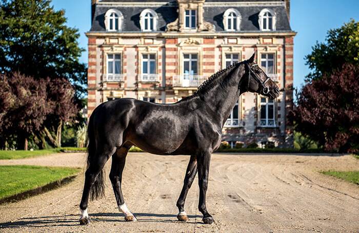 Étalons en frais