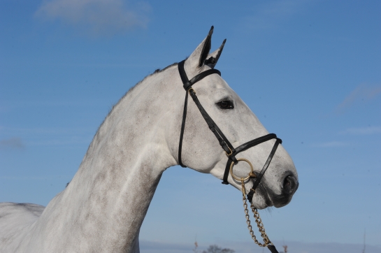 Une fille de NORMAN PRE NOIR classée dans le GP 7 ans...