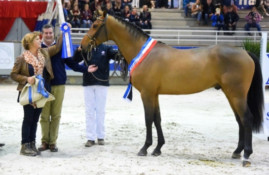 Concours étalons 2 ans : NUMERO UNO, QUINTUS et KANNAN...