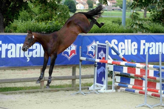 Concours étalons : Kannan, Numero Uno, Air Jordan et...