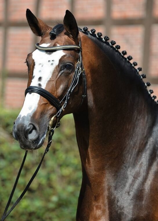 Razzia de BALOU sur le CSI3* de Munich