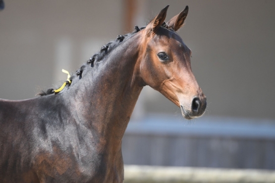 Les produits de CASALL sur tous les fronts 