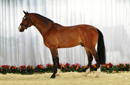 Double sans faute pour CATOKI et ZIROCCO BLUE à...