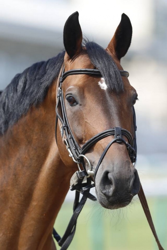 Cap 4 (COMME IL FAUT) vainqueur au CSI2* de Kronenberg