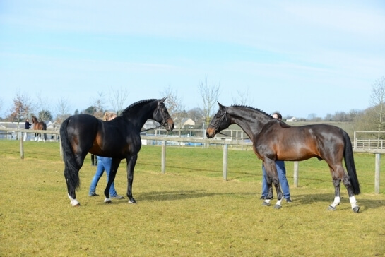 3 VICTORIES FOR : AIR JORDAN, CONTENDRO, KANNAN