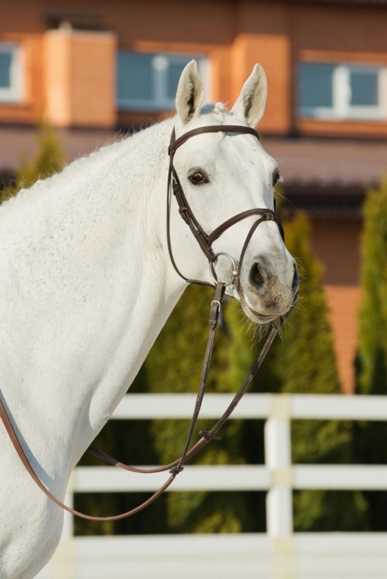 KANNAN y CORNET siempre al top