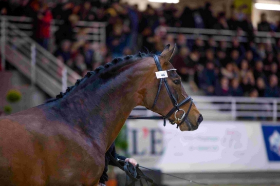 Cornet's Prinz vient d'arriver au Haras de Circee !