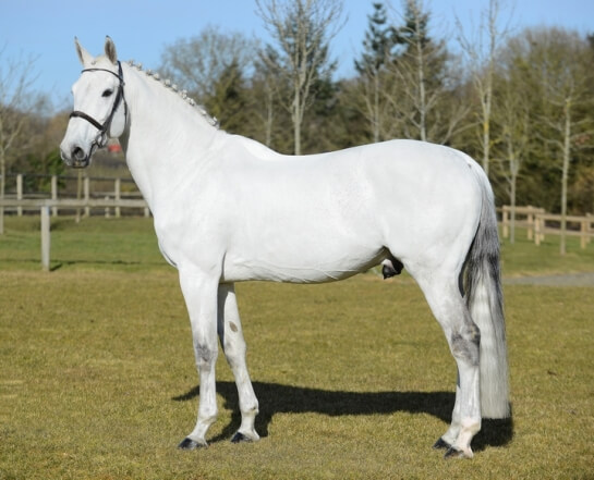 Top Class du Plessis (NORMAN) en constante progression