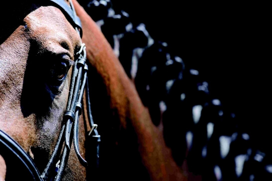 Jilbert van t Ruytershof s'affirme au GCT de Berlin