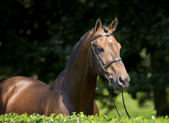 Les NUMERO UNO sont en pleine floraison ! 