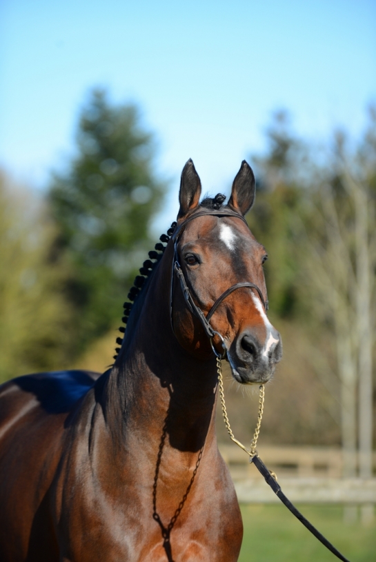 Feroza (REBOZO) très bien classée à Lyon