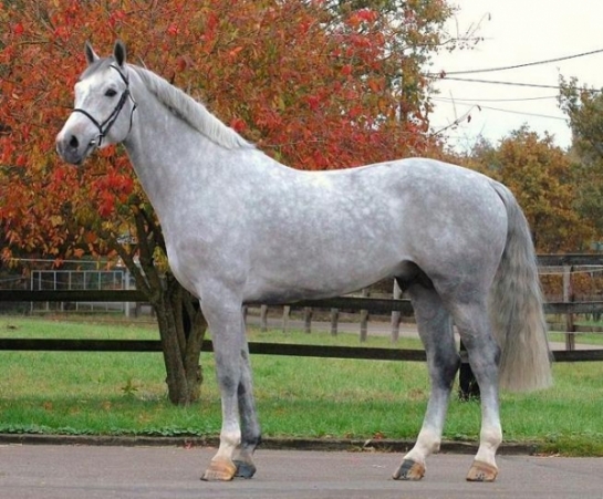 Les produits d'UGANO SITTE en grande forme lors du CSI4*...