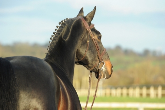 Australia (AIR JORDAN) remporte le GP 145 de Canteleu 