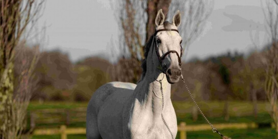 LES DERNIERES ACTUALITES DES PRODUITS DE BALOUSSINI