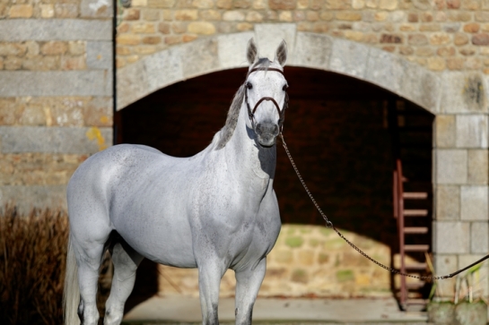 Le fils de BALOUSSINI : Baldur toujours exceptionnel à...