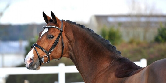 LES DERNIERES ACTUALITES DES PRODUITS DE CATOKI