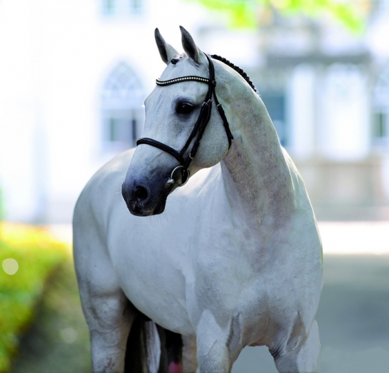 CLARIMO, CONTHARGOS et ZIROCCO aux USA !