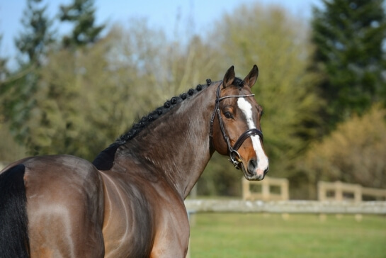 LAST NEWS OF CONSUL DL VIE'S OFFSPRING