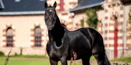 LAST NEWS OF CONTENDRO'S OFFSPRING