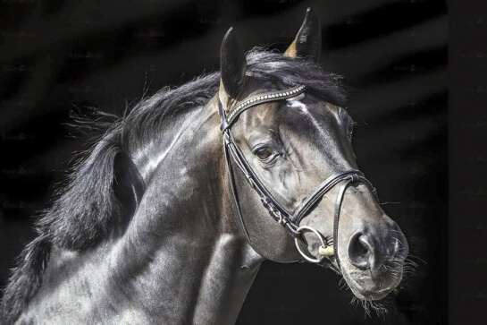 Contendro, The Sire of the weekend!