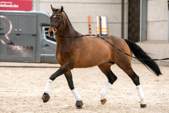 LES DERNIERES ACTUALITES DES PRODUITS DE CORNET'S PRINZ