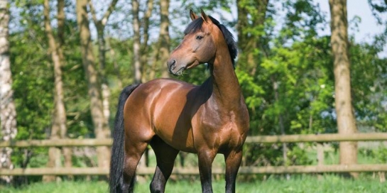 LES DERNIERES ACTUALITES DES PRODUITS DE NUMERO UNO