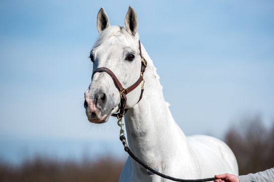 2020 : LES DERNIERES ACTUALITES DE PRESIDENT