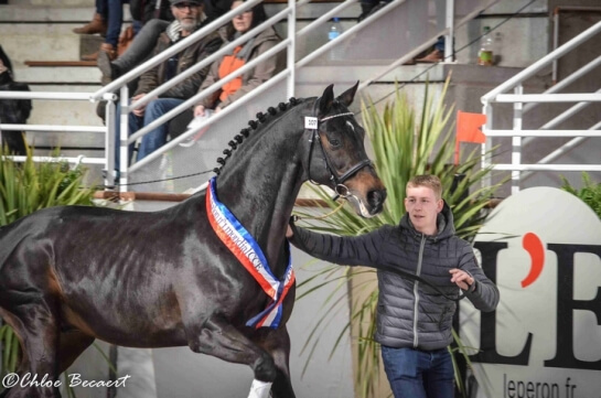 CONTENDRO's offspring are once more on all fronts in the...