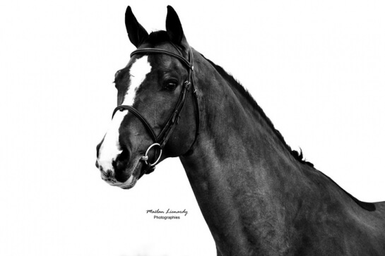 Sans faute pour CONSUL et sa nouvelle cavalière Ramatou...