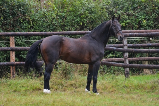 142 classements pour les produits des étalons GFE ce...