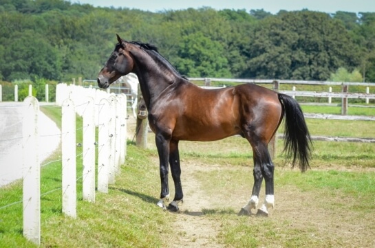 Kannan et Idéal de la Loge dans les 3 GP des tournées...