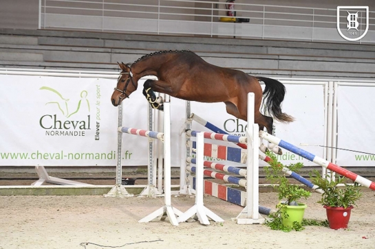 2 QUINTUS sur les podiums à Saint Lo !