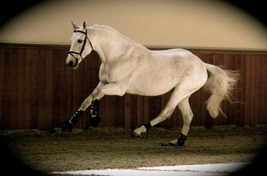 Les produits de QUITE CAPITOL continuent de performer en CSI