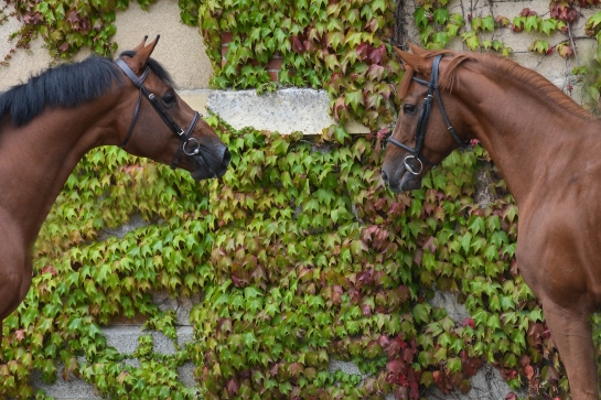Double clear round for CANDY and CICAVE !