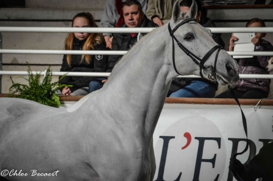 Moments Magiques  - Saint Lô 2017