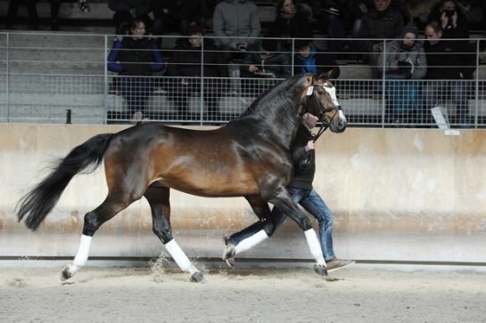2020 : LES DERNIERES ACTUALITES DE BALOU DU ROUET