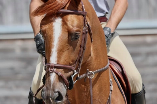 2020 : LES DERNIERES ACTUALITES DE FALKO DE HUS