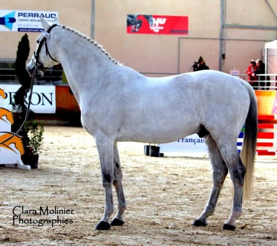 2020 : LES DERNIERES ACTUALITES DE NORMAN PRE NOIR