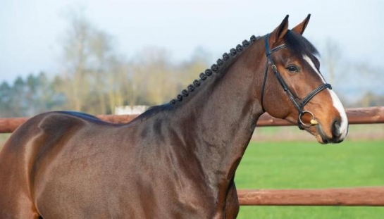 UN GRAND PETRUS DE BRANDEGEM