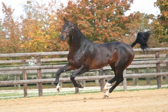 2020 : LES DERNIERES ACTUALITES DE QUOOL DU BOIS MARGOT