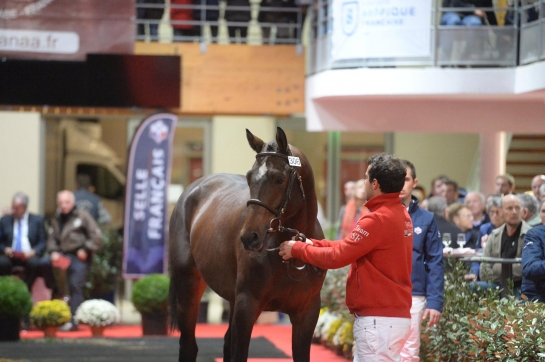 Ellio de Mara (CONSUL) : Espoir du Complet !