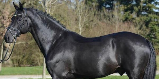 LES DERNIERES ACTUALITES DES PRODUITS DE DIARADO