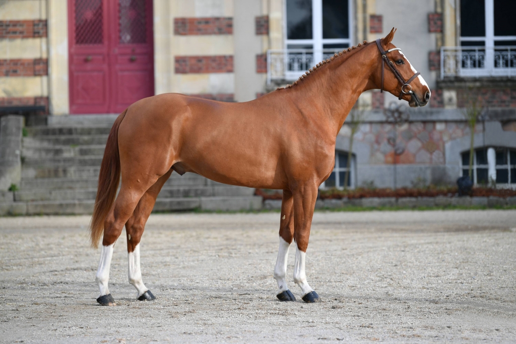 Selle Francais Stallion Selle Francais Stallion