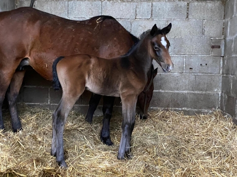 Milton des Forets (STAKKATOL x Lupicor)