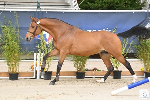 Just Ice Paese Verde (CORNET'S PRINZ)