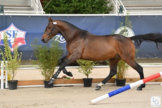 Kiffjump du Bust (BISQUET BALOU)